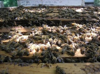 The Buzz on Beekeeping