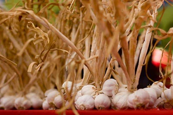 Garlic