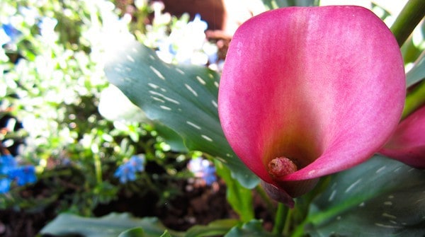 flower