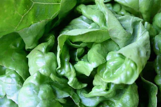 Eating Organics on a Budget - lettuce