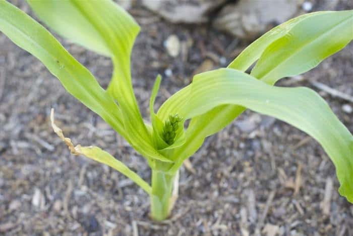 Square-Foot Garden - Sweet Corn in the Garden
