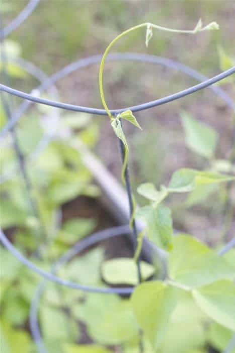 Square Foot Garden - Scarlet Emperor Runner Beans