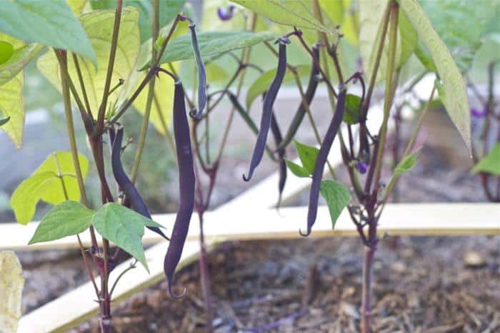 Square Foot Garden - Royal Burgundy Bush Beans