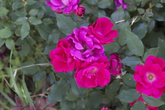 Square Foot Garden - Roses Square Foot Garden - Roses