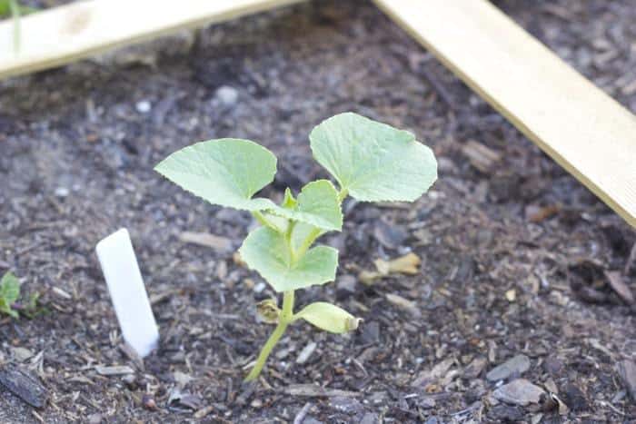 Square Foot Garden - Tiger Melon