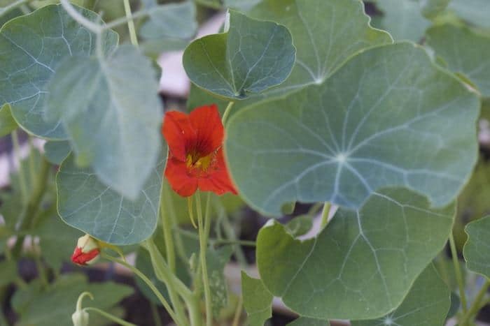 Square Foot Garden - Nasturtiums