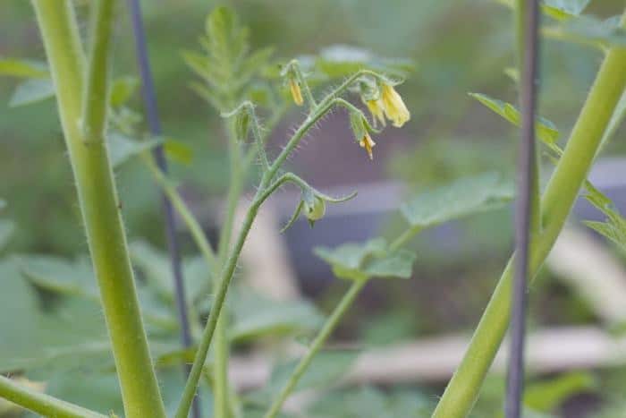 Square Foot Garden - White Cherry Tomatoes