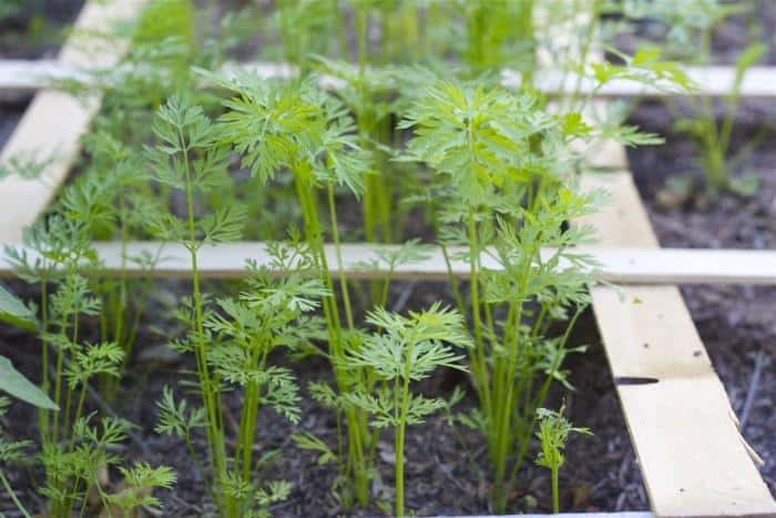 Square Foot Garden - Carrots