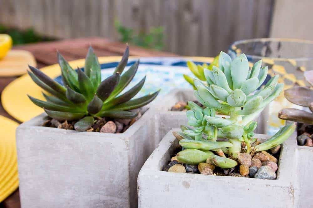 Spring Patio Decor - Summer Patio plants