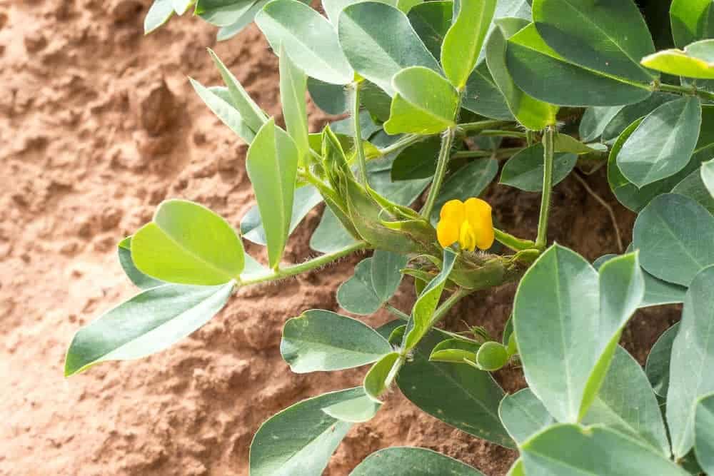 Peanut Plant Photo