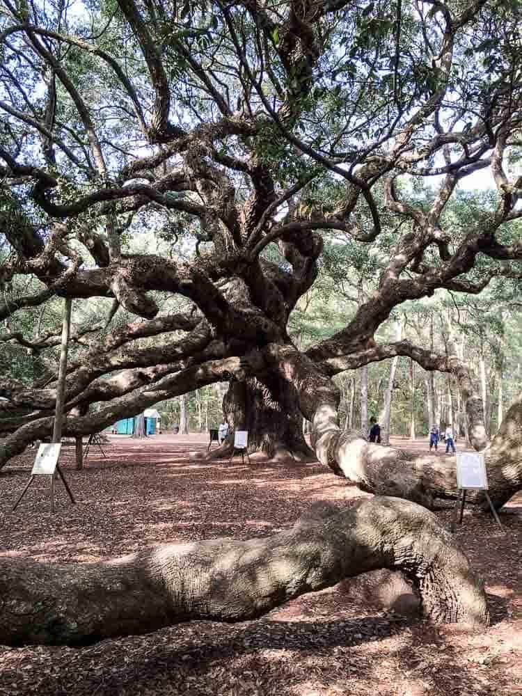 The Angel Tree is one of the oldest live oak trees in the world.