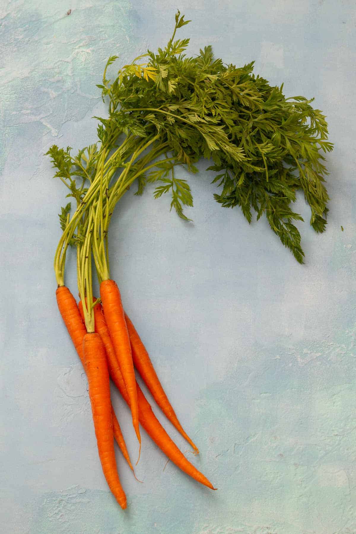 bunch of carrots with top on blue background