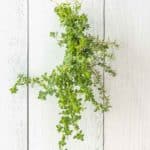 Thyme hanging for drying.