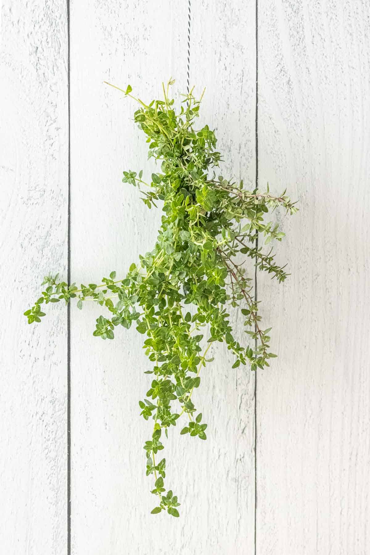 Thyme hanging for drying.