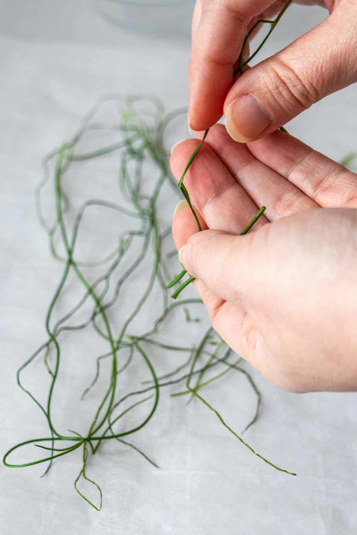 Caucasian hands breaking dried chives into pieces.