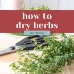 A bundle of fresh herbs, scissors, and twine rests on a wooden surface, with the text "how to dry herbs" overlaid—perfect for anyone learning how to dry herbs at home.