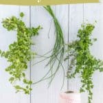 Three bundles of fresh herbs hang upside down with twine against a white wooden background, accompanied by a text overlay about how to dry herbs.