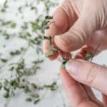 Caucasian hands stripping dried oregano from stems.