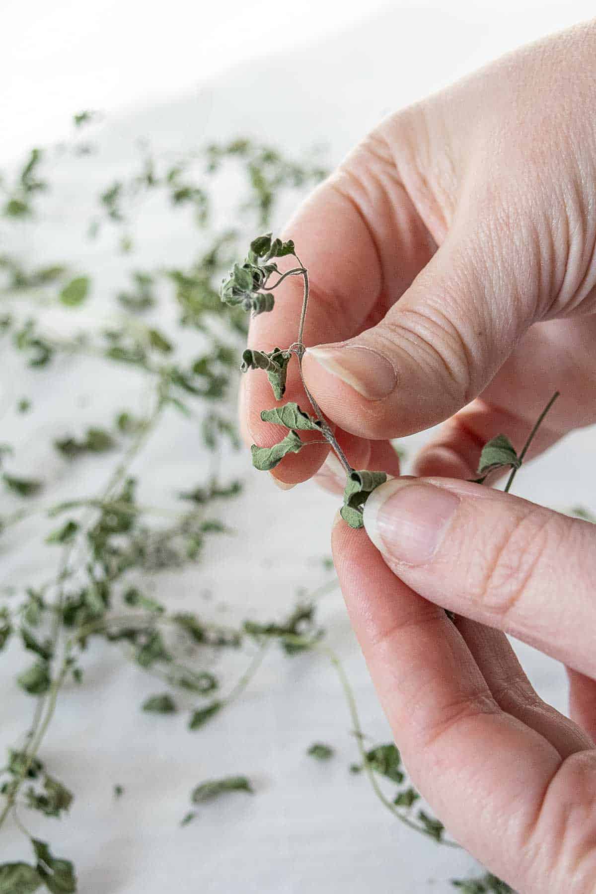 Caucasian hands stripping dried oregano from stems.