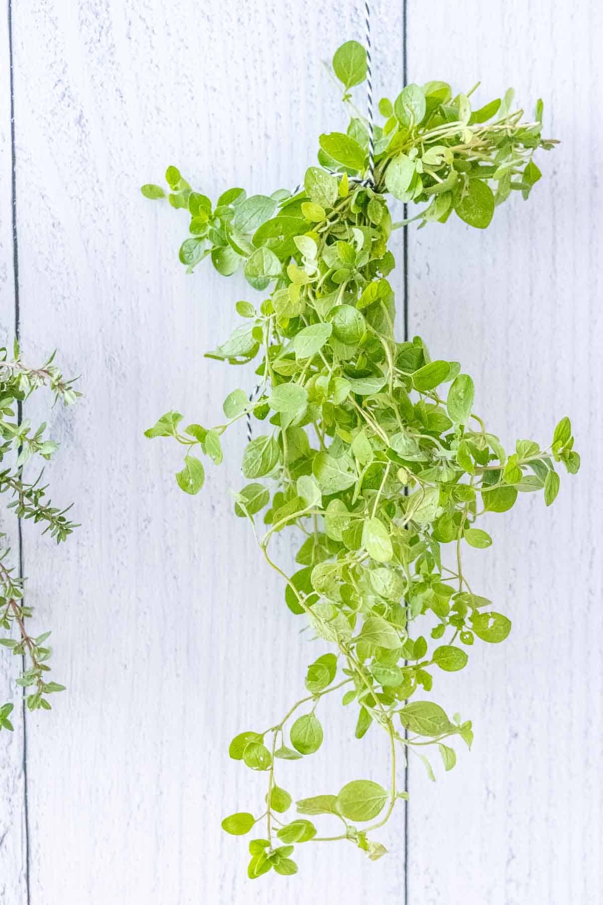 Fresh oregano hanging from a string for drying.