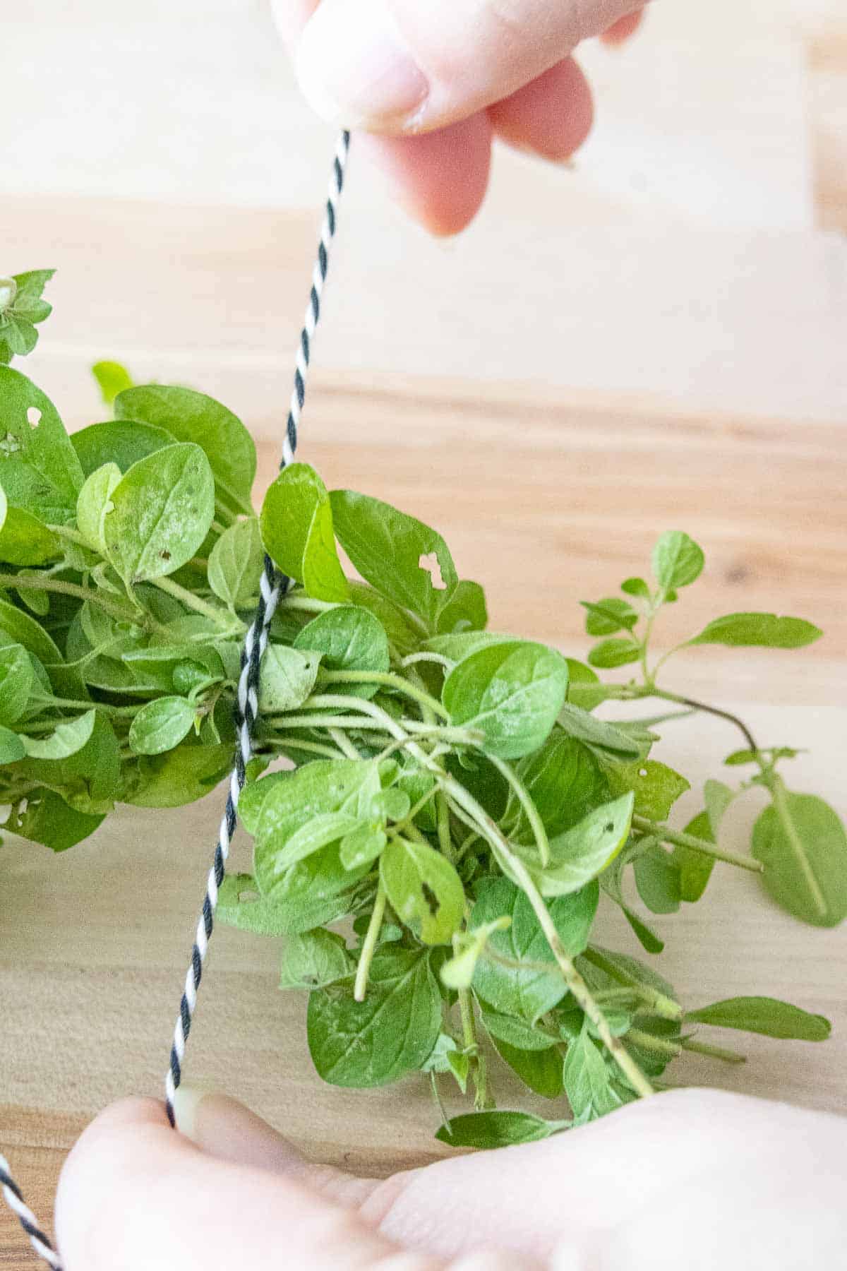 Caucasian hands tying a string around a bundle of fresh oregano.