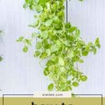 A bunch of fresh oregano hanging upside down to dry against a light background, with the text "how to dry oregano" at the bottom, perfectly illustrating how to dry oregano at home.