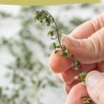Close-up of a hand holding a sprig of thyme, with text reading "how to dry thyme" and "simple no waste method www.stetted.com," perfect for learning how to dry thyme at home.