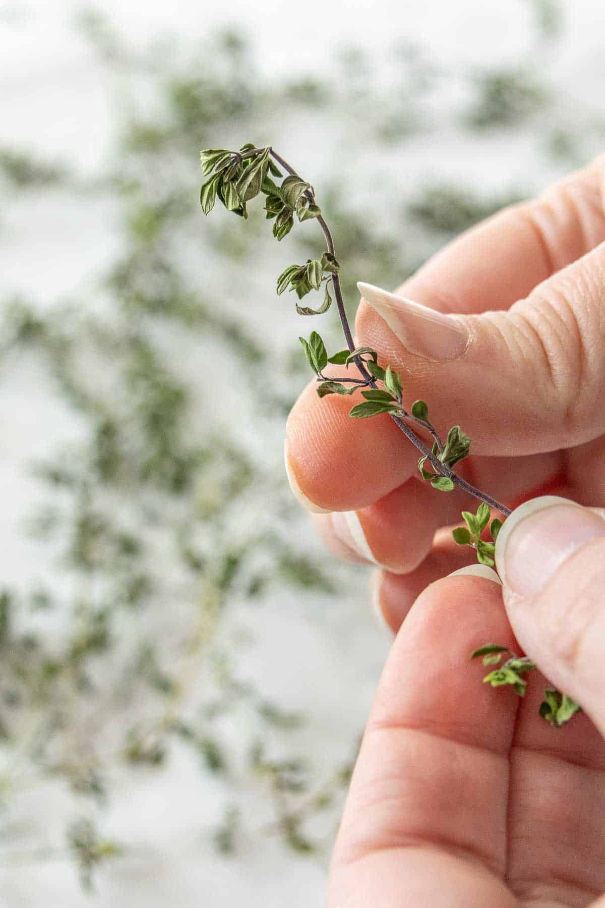 Hands holding up a sprig of dried thyme.