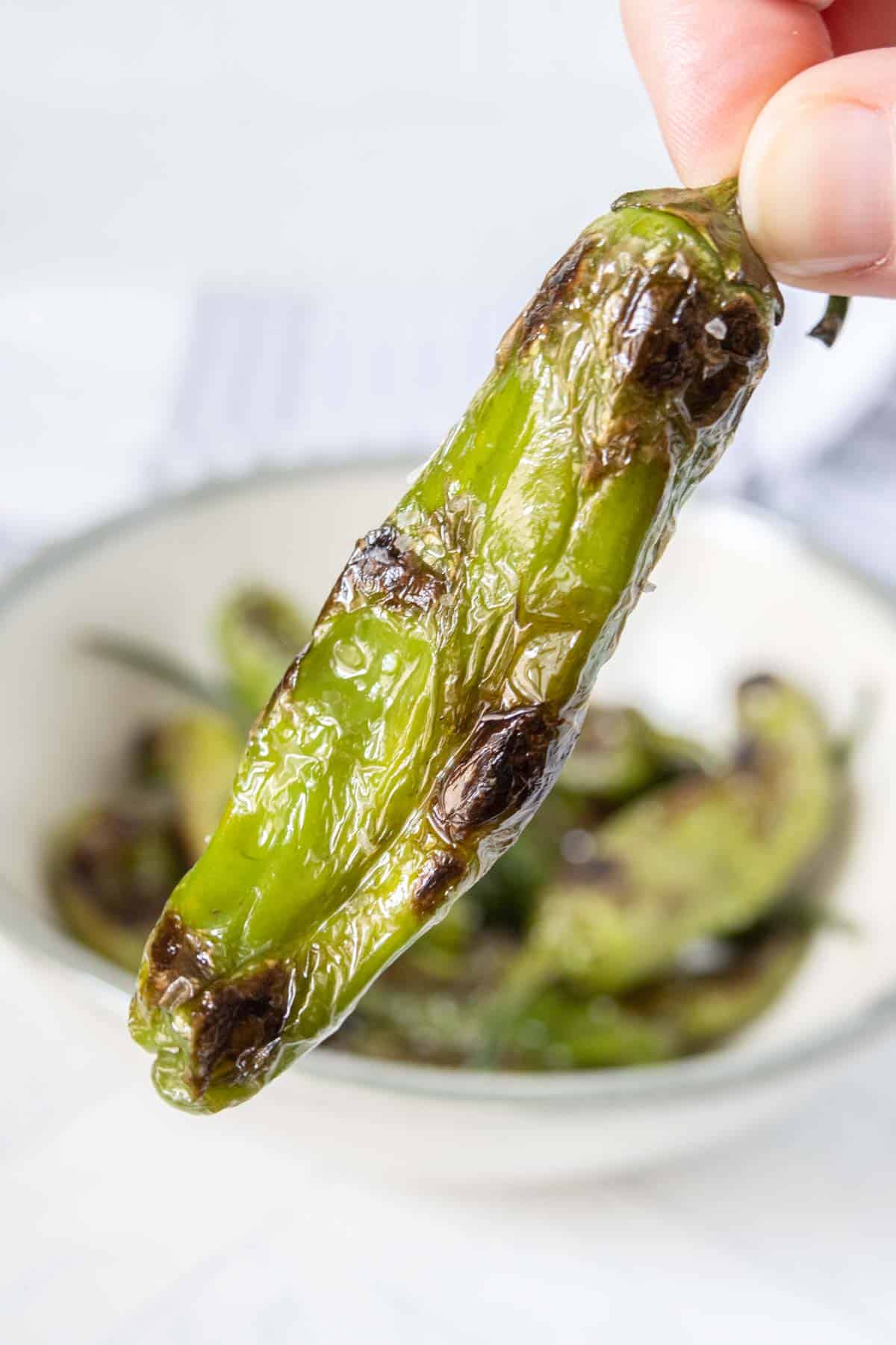 Close up of a grilled shishito pepper.