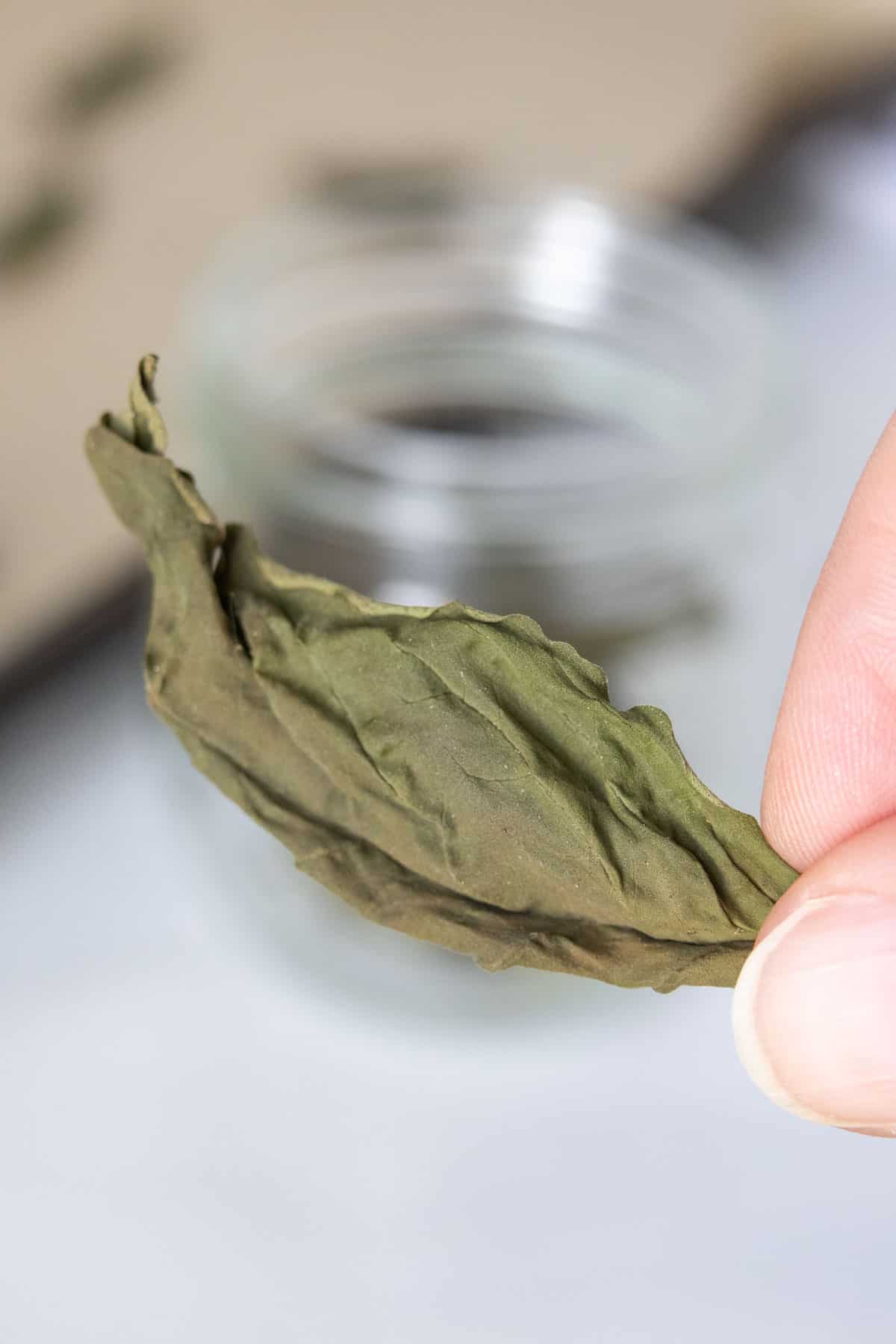 Caucasian hand holding up a dried basil leaf.