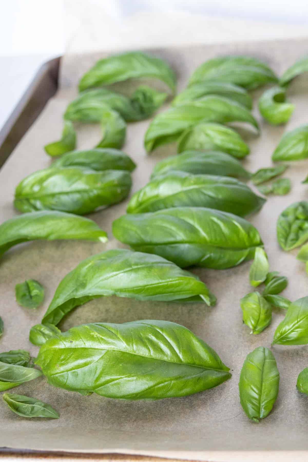 Fresh basil leaves on a parchment lined baking sheet.