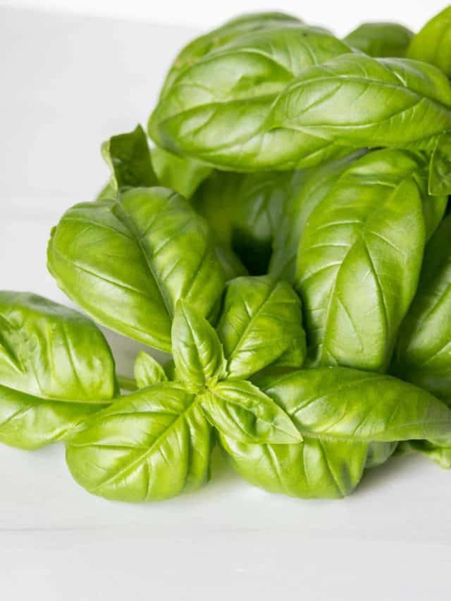 Drying Basil