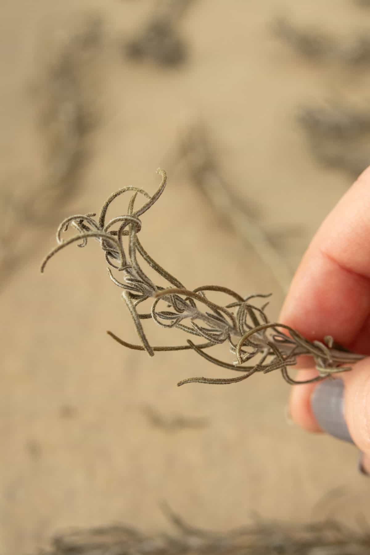 A person holding a piece of dried rosemary.