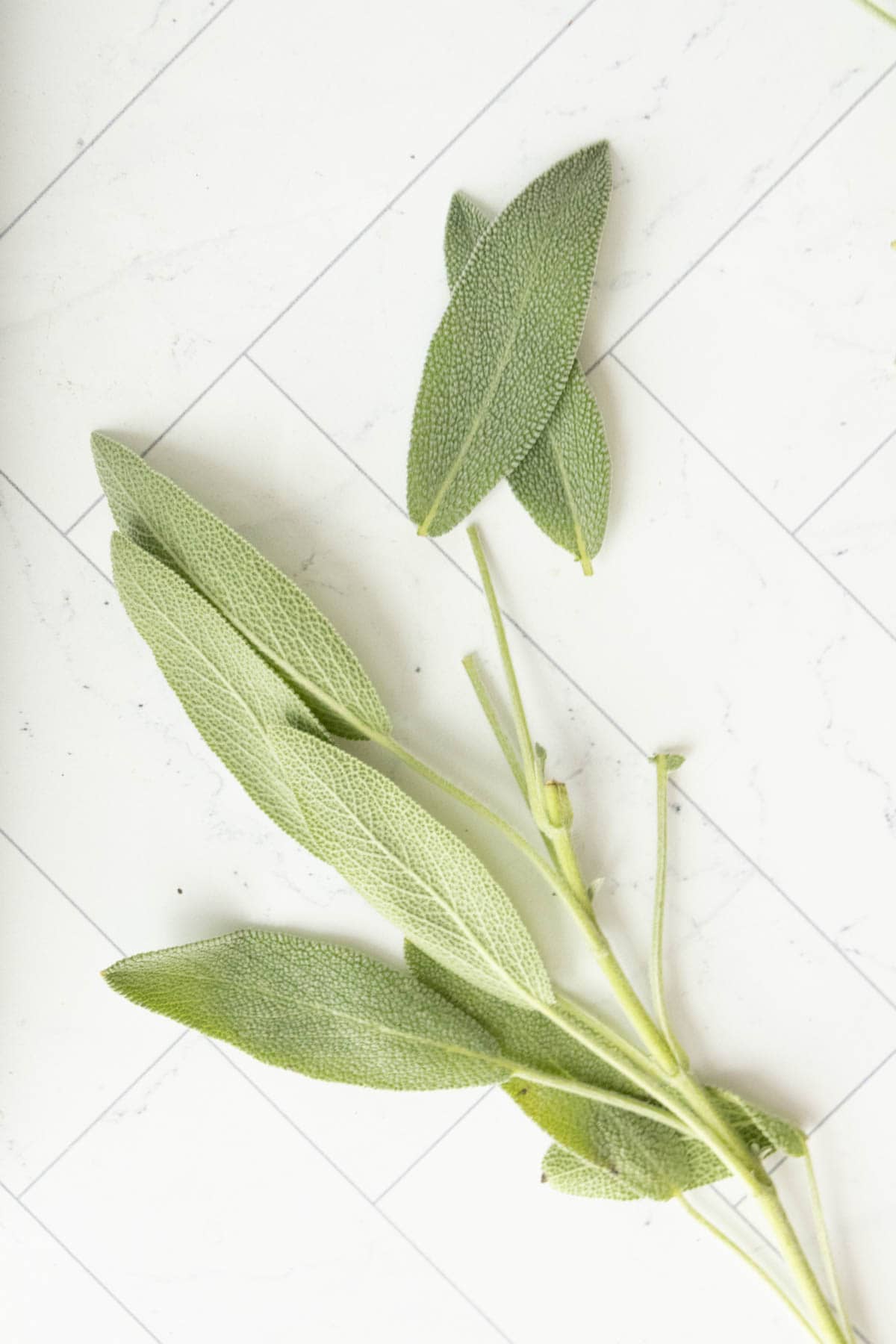 Sage leaves on a white marble countertop.