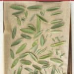 Baking sheet lined with parchment paper topped with fresh sage leaves, showing how to dry sage for use in recipes and herbal remedies.