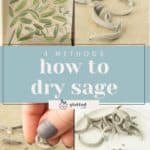 Collage showing four methods on how to dry sage: fresh leaves on paper, dried curls, crumbled leaves by hand, and shredded sage on a plate. Text overlay reads "4 Methods how to dry sage.