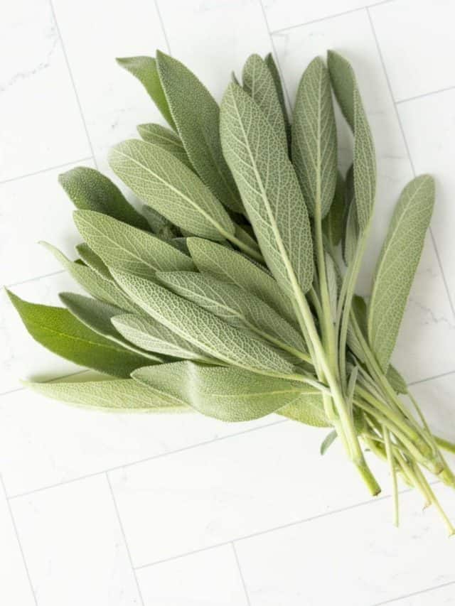 Drying Sage