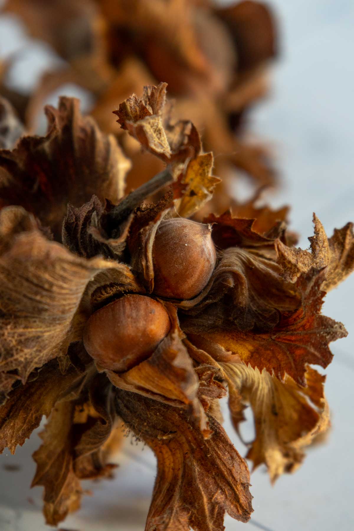 Close-up of hazelnuts partially covered by dry, brown husks and leaves.