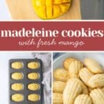 Chopped mango on a cutting board, a tray of baked madeleine cookies, and a plate of madeleines, with text reading "madeleine cookies with fresh mango.